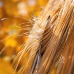 Spliss-Alarm? Warum ein Herbst-Haarschnitt jetzt Wunder wirkt